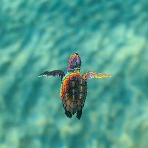 Meet your Posher, Kira